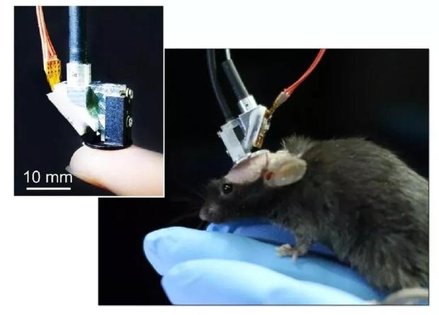 超快光纖激光助力微型雙光子顯微成像系統研究